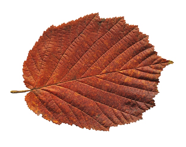 Hoja de aliso rojo otoño aislada en blanco