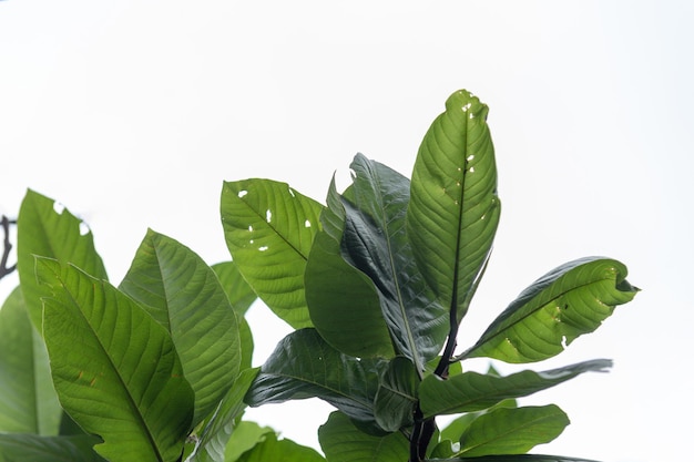 Hoja de almendro verde en un jardín en Río de Janeiro