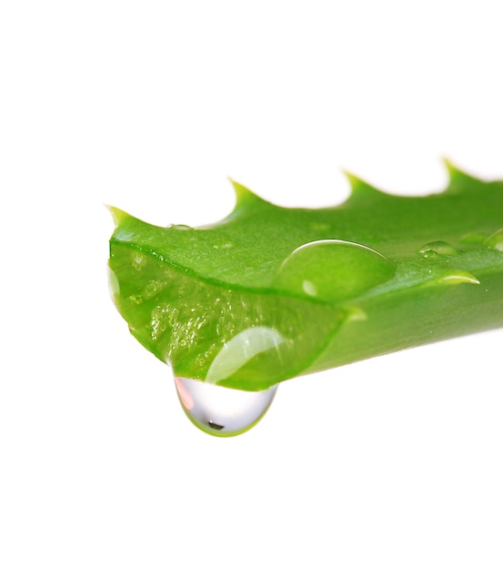 Hoja de aloe con gota aislado en blanco