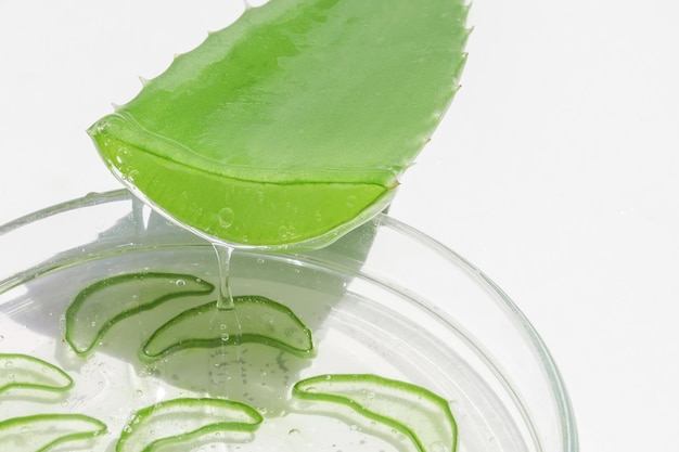 Hoja de aloe y rebanadas de aloe en rodajas Vierta el gel de aloe en una placa de Petri