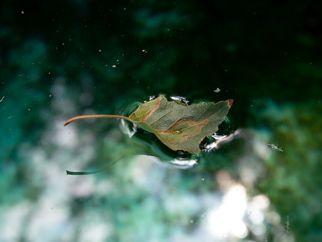 Hoja amarilla en agua azul