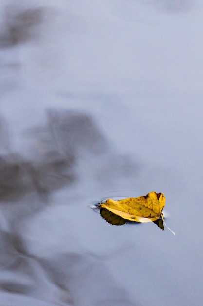 Una hoja amarilla de álamo temblón en el agua fría.