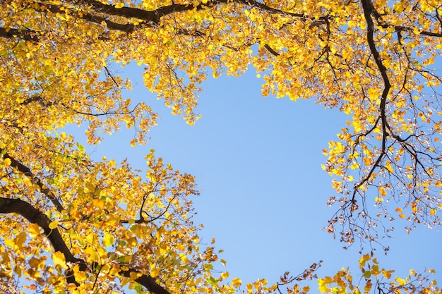 Hoja amarilla del árbol de ginkgo en otoño cielo azul de la temporada de otoño
