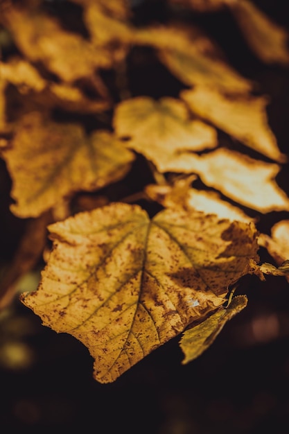 Hoja amarilla de un árbol en primer plano Rama de árbol Medio ambiente