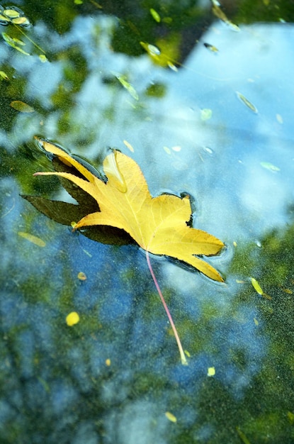 hoja amarilla de arce cayendo en un charco en otoño bokeh
