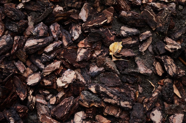 Hoja amarilla caída en la corteza Fondo de otoño realista