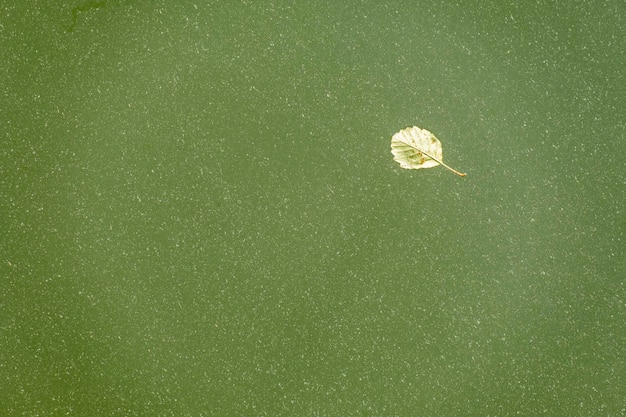 Hoja amarilla caída en el lago con gota de agua en la superficie de la hoja