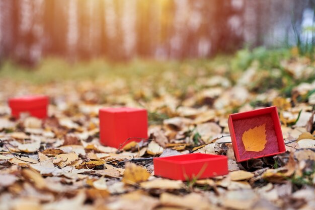 Hoja amarilla en caja roja en el suelo en el parque