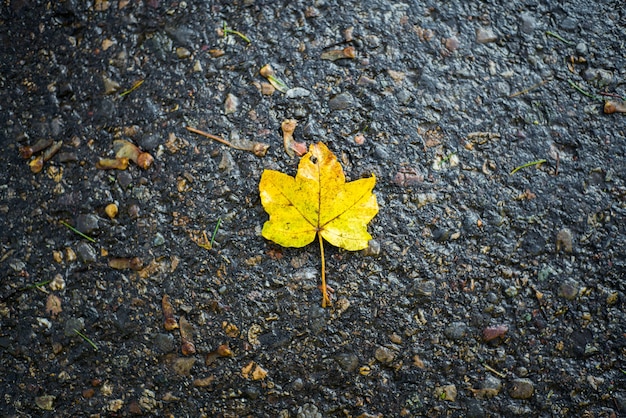 Hoja amarilla en el camino