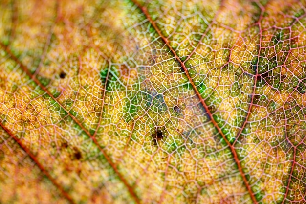 hoja amarilla con colores otoñales en temporada de otoño