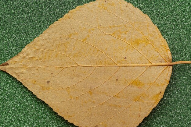 Una hoja amarilla está sobre una superficie verde.