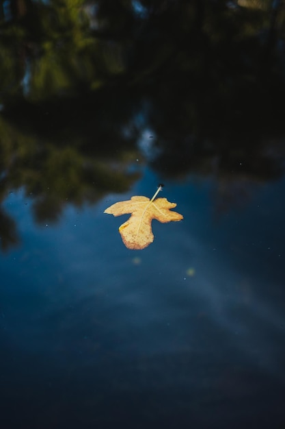 Hoja amarilla flotando en el agua de un estanque tranquilo Hay algunos árboles que se reflejan en el agua