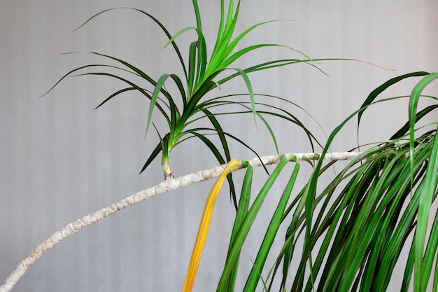 Hoja amarilla entre hojas verdes en el interior de la palmera Dracaena de la planta de interior del tallo