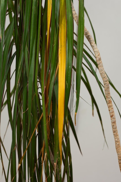 Hoja amarilla entre hojas verdes en la planta de interior palmera Dracaena