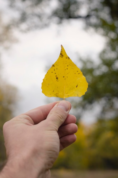 Hoja amarilla en la mano contra un fondo de vegetación Primer plano