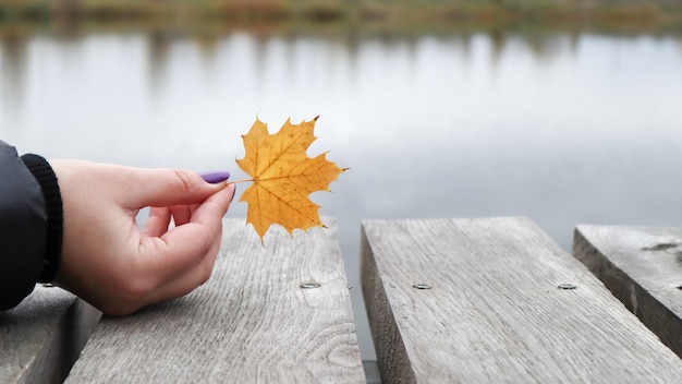 Una hoja amarilla en la mano de las niñas sobre un puente de madera junto al lago en el parque. Concepto de otoño, acción de gracias y estilo de vida. Una hoja amarilla caída en su mano. Naturaleza.