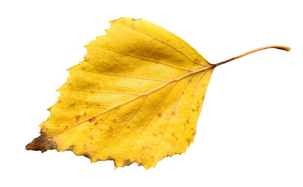 Hoja amarilla de otoño de abedul aislado