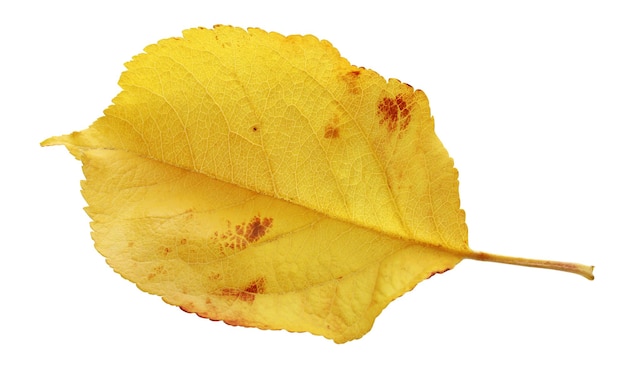 Hoja amarilla de otoño aislada en un blanco