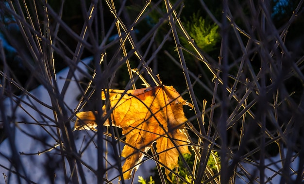 Una hoja amarilla de otoño en los arbustos iluminada por la luz.