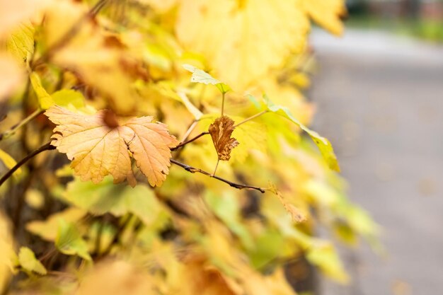 Hoja amarilla de otoño en una rama de la naturaleza.