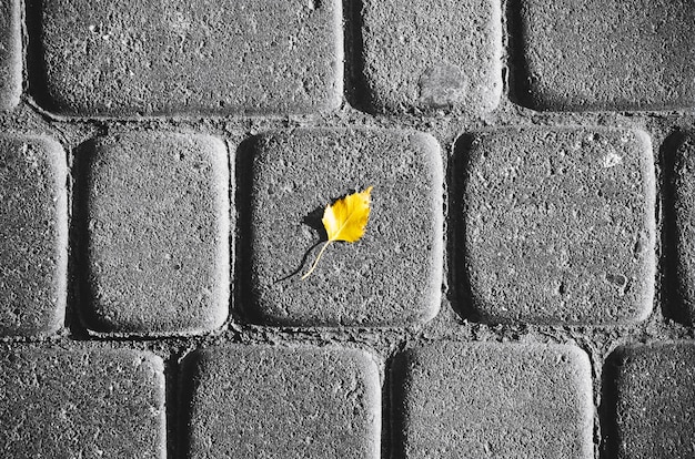 Hoja amarilla en el pavimento, fondo de otoño