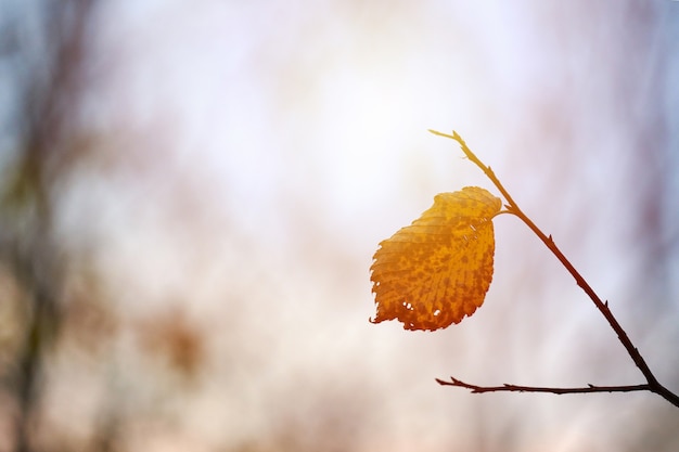 Hoja amarilla en una rama en la naturaleza