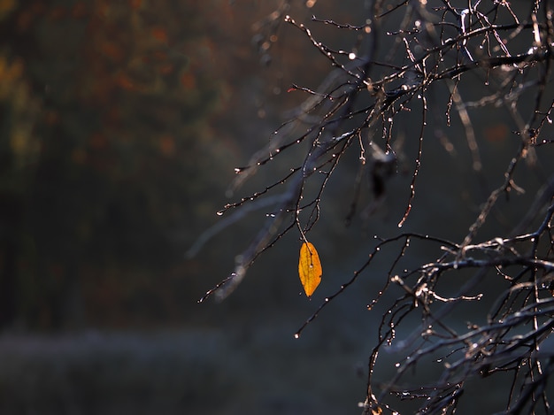 Una hoja amarilla en una rama de otoño