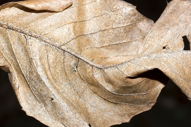 Hoja amarilla seca sobre fondo negro