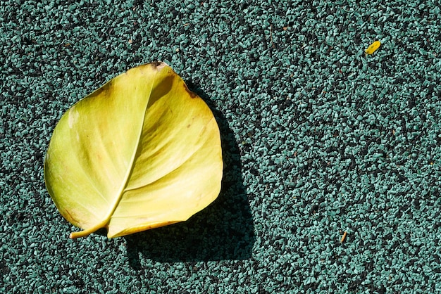 Hoja amarilla seca sobre fondo verde