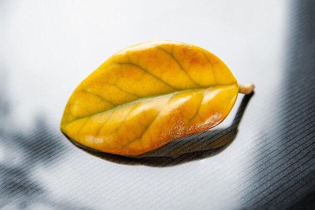 Hoja amarilla sobre fondo deslumbrante Primer plano de una hoja solitaria que se marchita