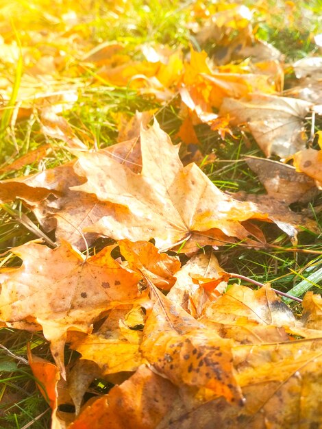 Hoja amarilla tendida sobre la hierba verde. Fondo de otoño.