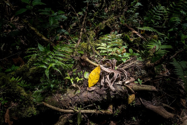 Hoja amarilla en el tronco de un árbol rodeada de hojas verdes y helechos iluminados desde arriba