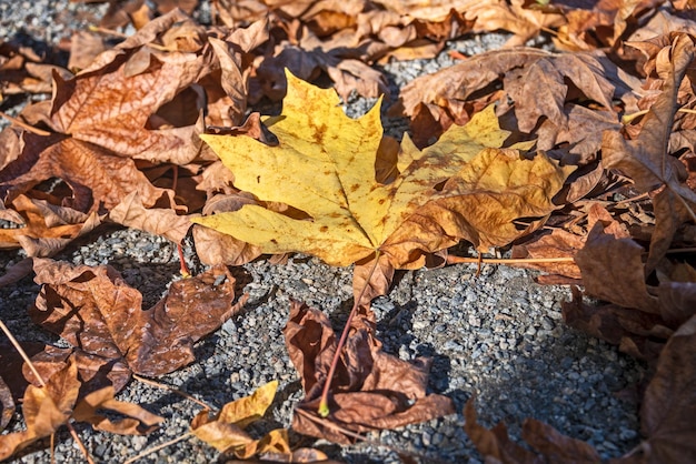 Hoja amarilla entre viejas hojas de bicho iluminadas con sol en la temporada de otoño