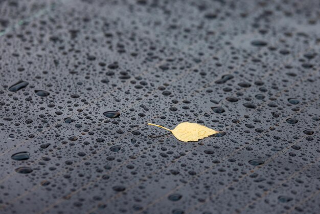 Foto hoja de árbol de abedul de otoño amarillo sobre superficie negra húmeda cubierta con gotas de agua de lluvia