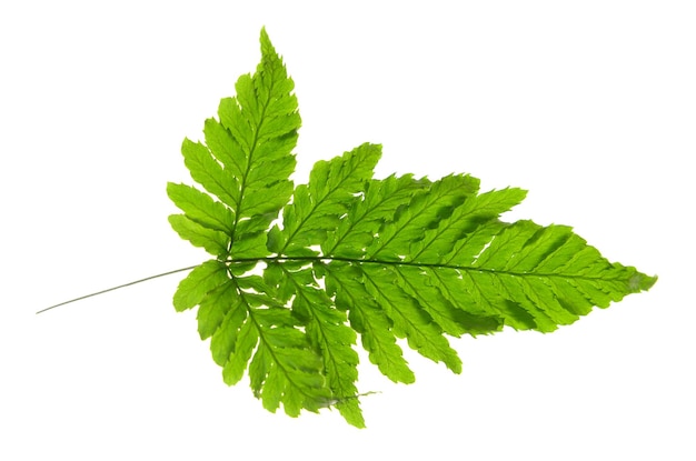 Hoja de árbol aislado en blanco