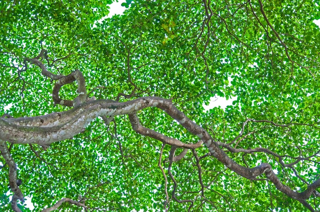 Hoja y árbol aislado sobre fondo blanco.