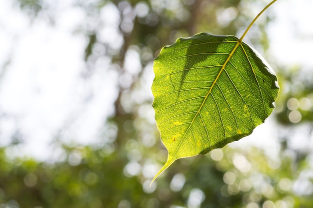 Hoja del árbol de Bodhi. Fondo de naturaleza.