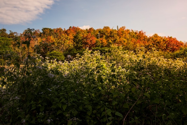 La hoja del árbol en el bosque es un cambio de color al inicio del otoño