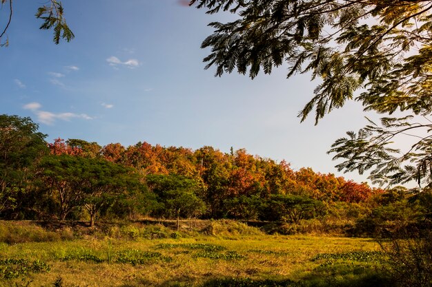 La hoja del árbol en el bosque es un cambio de color al inicio del otoño