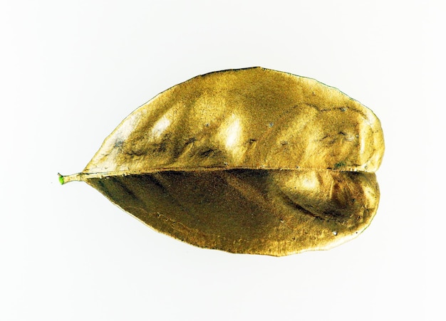 Hoja de árbol dorado aislada en primer plano blanco. Hoja cubierta de oro