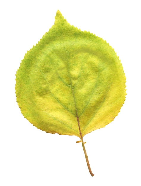 Hoja de árbol de otoño de albaricoque aislado sobre blanco