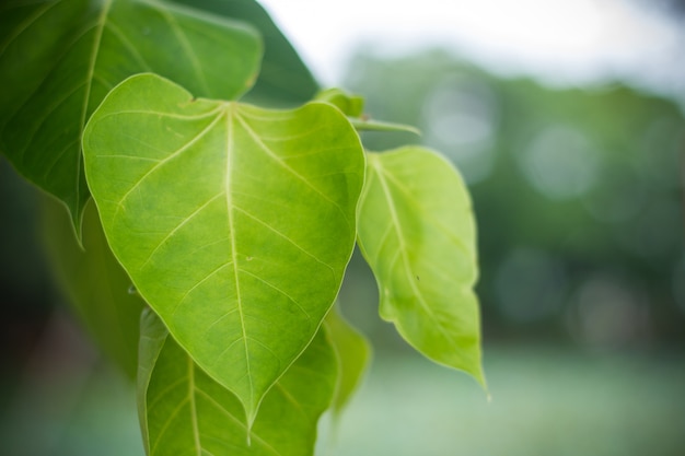 Hoja de árbol de Pho