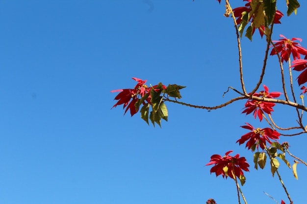 Hoja de árbol rojo bajo la luz del día de la temporada de verano Higo natural en el jardín