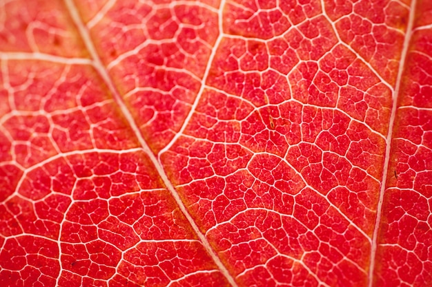 Hoja de árbol rojo con textura con colores otoñales en la temporada de otoño, fundamento rojo