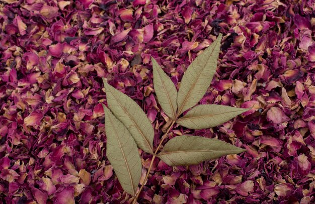 Hoja de árbol seco sobre fondo de pétalos de rosa secos