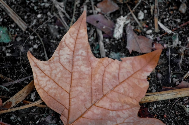 Hoja de árbol seco en el suelo durante el otoño