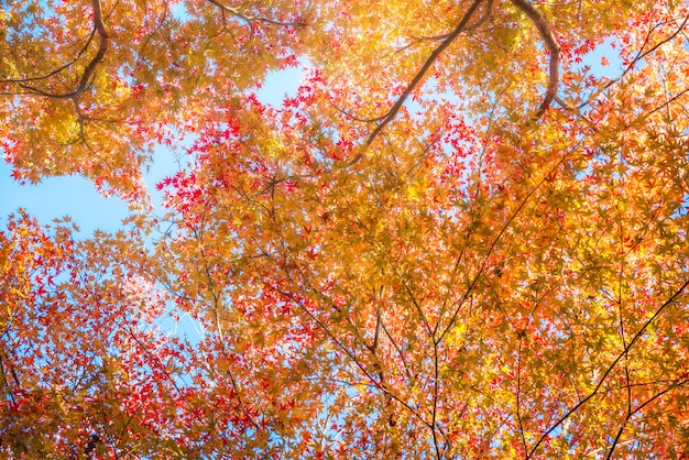 Hoja y árbol en la temporada de otoño en Japón.