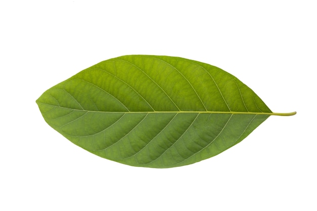 Hoja de árbol verde aislada sobre fondo blanco