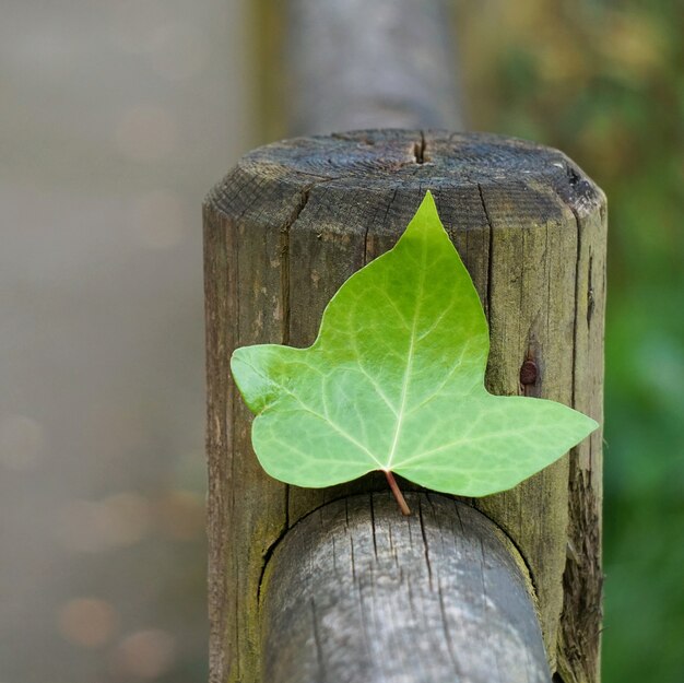 hoja de árbol verde en la naturaleza