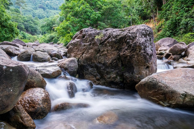 Hoja de árbol verde de río de piedra en el bosque, piedra de río y árbol verde, árbol de río de agua de vista,